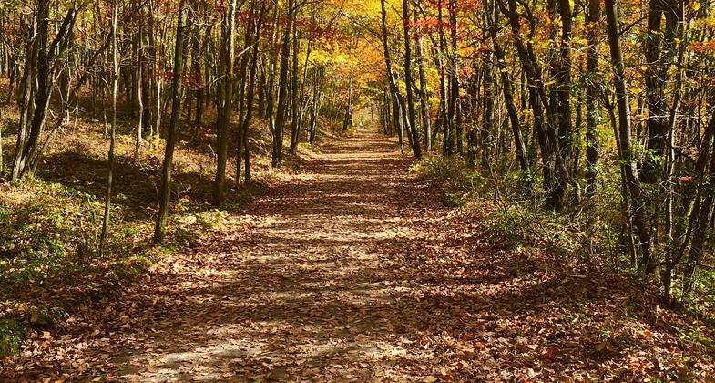 A section of the Lehigh Gorge Trail, near Jim Thorpe, PA. Photo by Listroiderbob2.