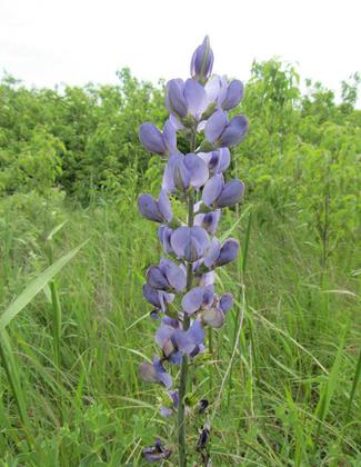 Blue Wild Indigo on Pioneer Nature Trail. Photo by M Alley.