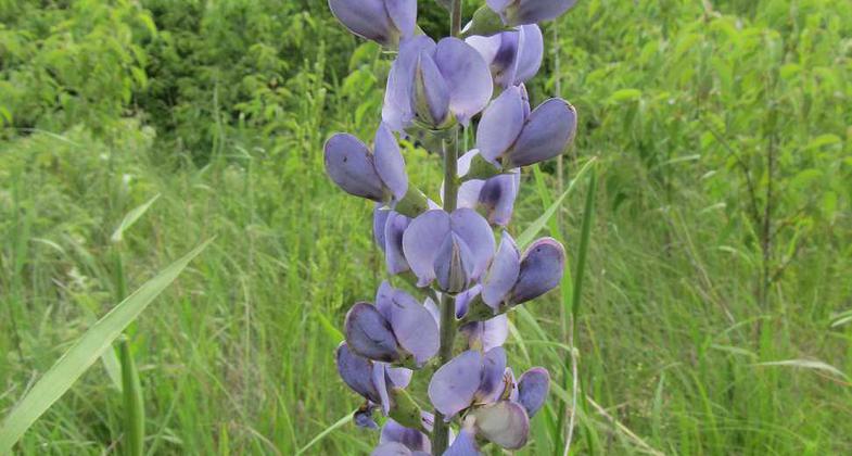 Prairie Larkspur on Pioneer Nature Trail. Photo by Mieko Alley.