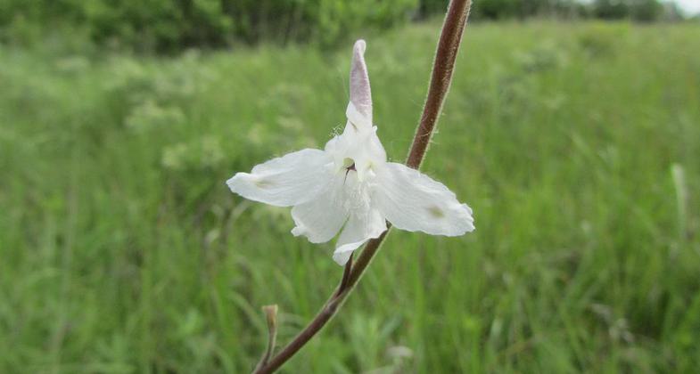 Prairie Larkspur on Pioneer Nature Trail. Photo by Mieko Alley.