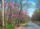 Spring blooms on the Lower Trail.