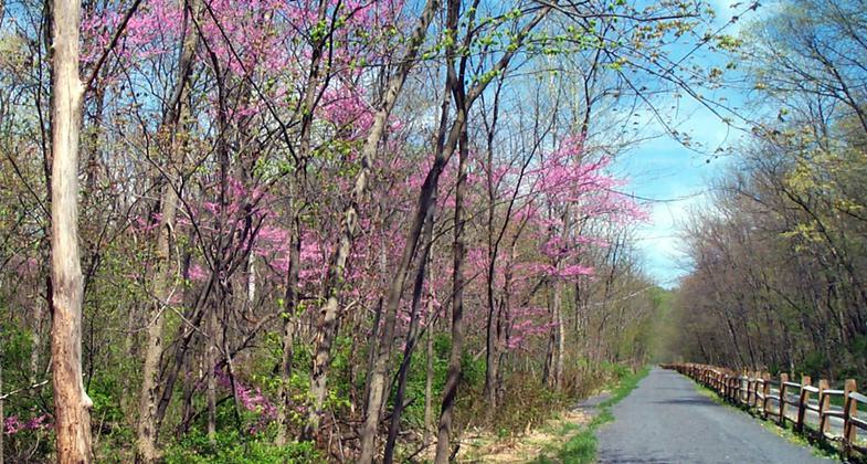 Spring blooms on the Lower Trail.
