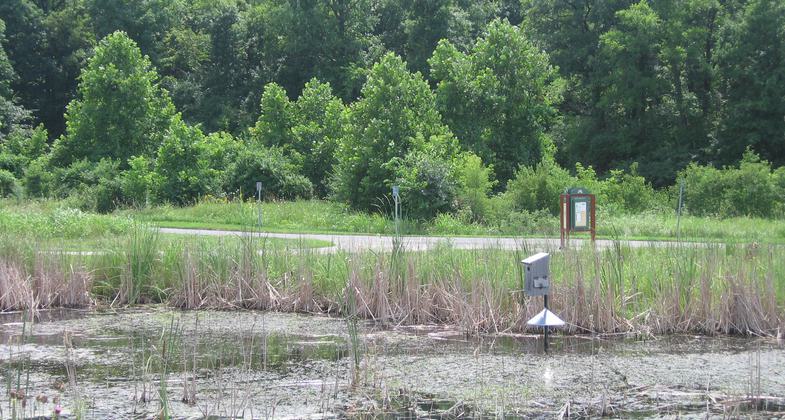 Wetland area. Photo by Bill Maasen.
