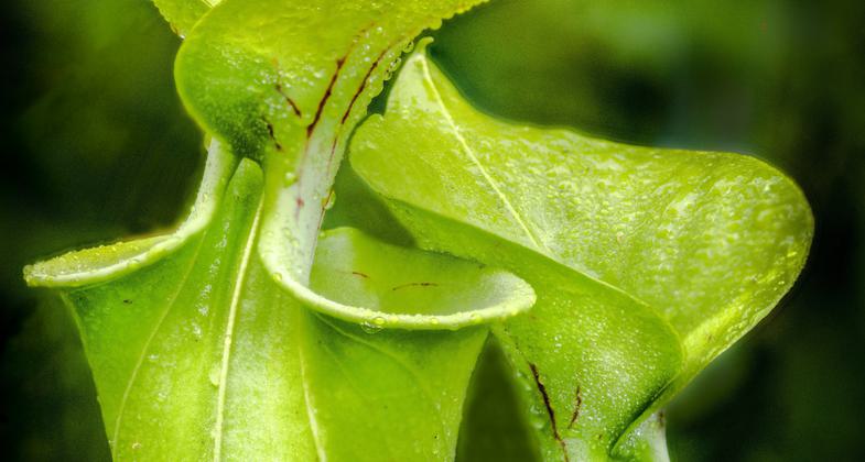 Rhododendren Park Trail. Photo by Hillrie Quin.