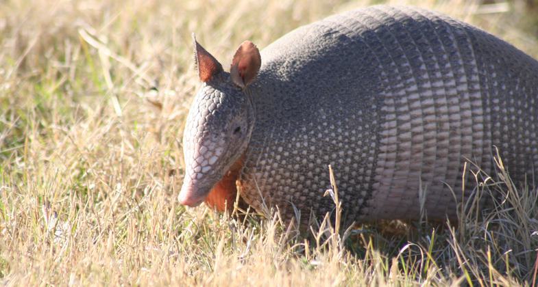 Banded Armadillo. Photo by E. Haskell.