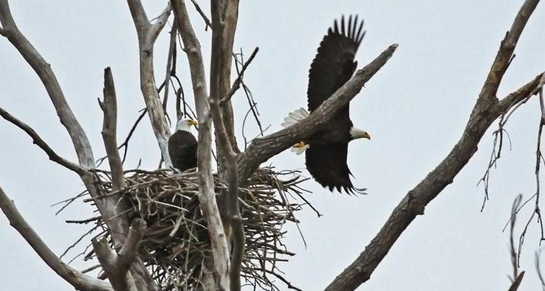 Pair of Bald Eagles nesting. Photo by Carl M. Smith.