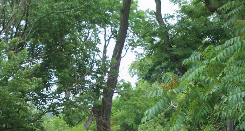 Trolley at Station Square Section of the trail. Photo by Sam Bigham.
