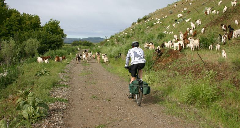 Goat crossing. Photo by Friends of the Weiser River Tr.