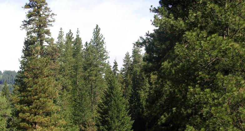 Photo by Friends of the Weiser River.