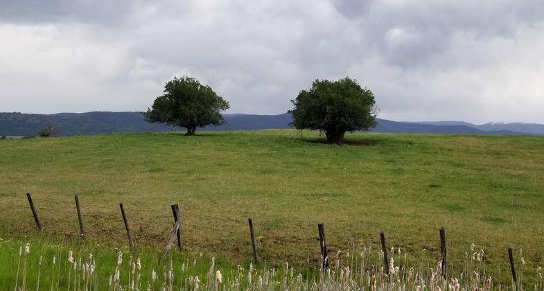 Goat crossing. Photo by Friends of the Weiser River Tr.