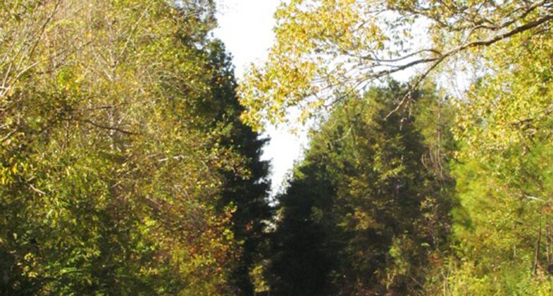 Common Checkered Skipper. Photo by John H. Morgan, III.