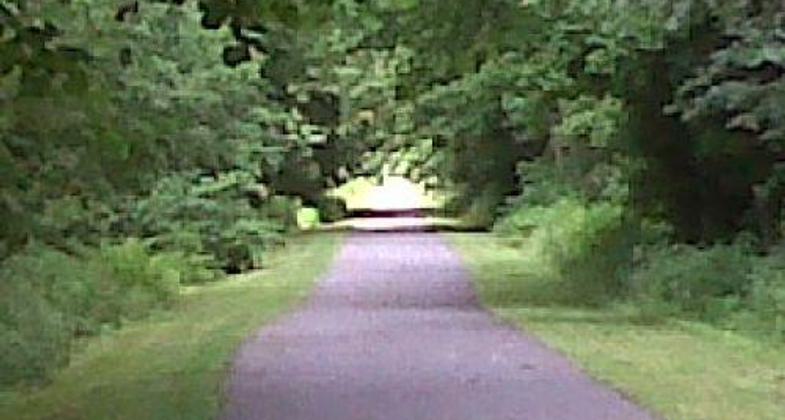 Trees along the Ralph S. Larue Trail.