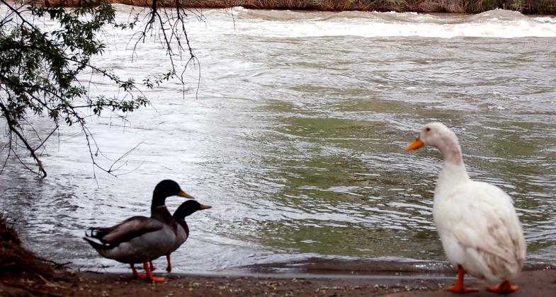 Who Are You: Resident wildlife . Photo by Jody Carman.