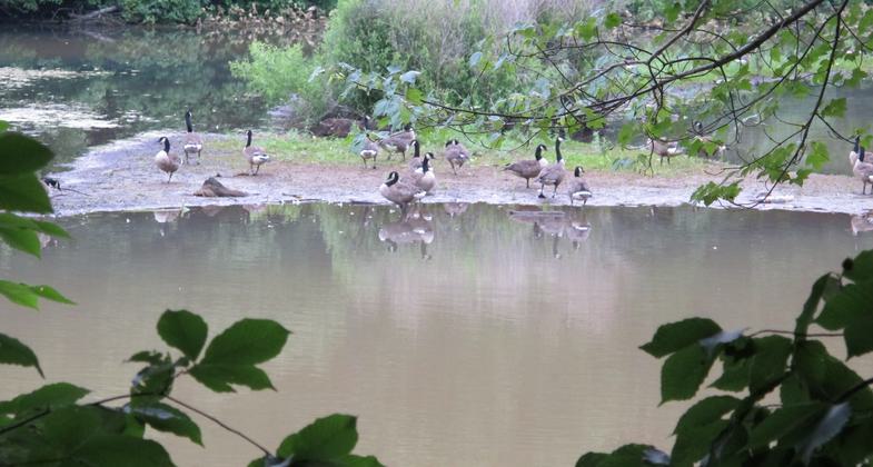 Canada Geese on Evans Pond-From Croft Farm Trails-Nature Trail. Photo by Lew Gorman III, NRT Ambassador.
