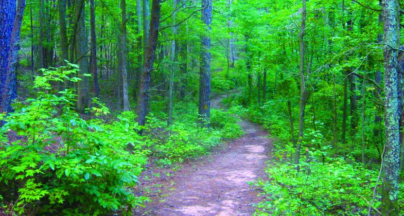 Moonshine Trail.