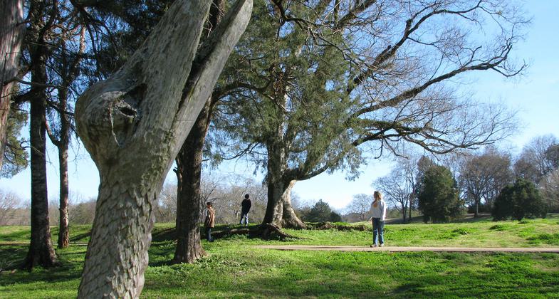 Snakehead wood sculpture by Tim Tingle. Photo by Andrew Cost.