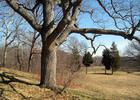 One of the 22 white oak trees known as the Waverly Oaks. Photo by Daderot.