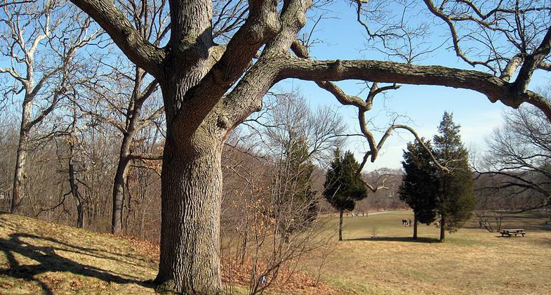 One of the 22 white oak trees known as the Waverly Oaks. Photo by Daderot.