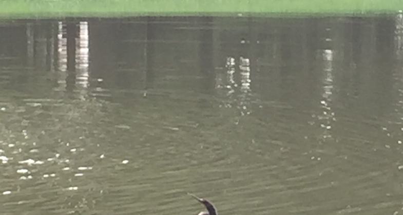 Tom Varn trail. Photo by Jim Walla.