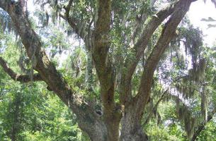 Village Pointe Preserve Park Trail System