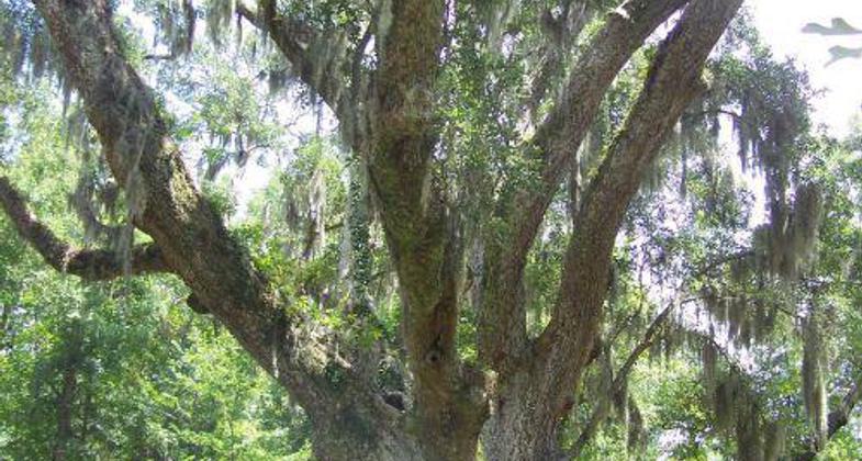 Beautiful Trees at Village Pointe Preserve Park Trail System.