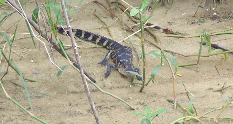 More wildlife.