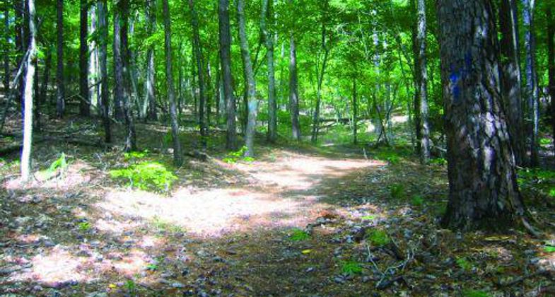 Wind Creek Campfire.