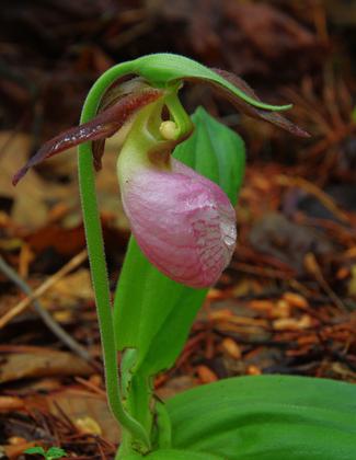 Pink Lady Slipper.