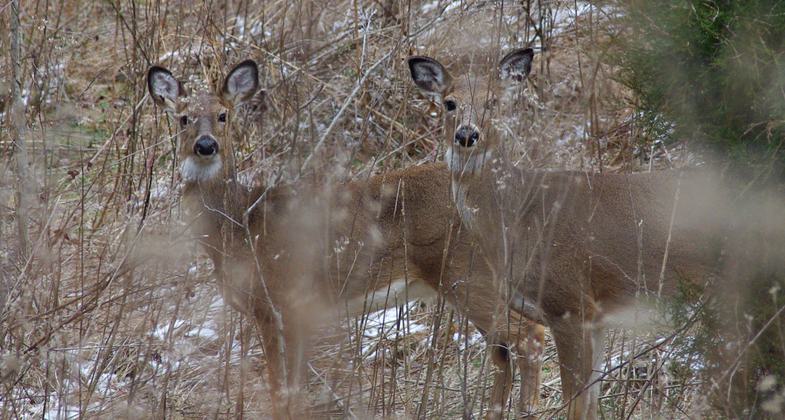 Deer on trail. Photo by Warriors' Path State Park.