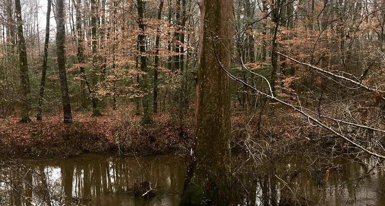 The nature trail is a nice walk through the woods. Photo by Mississippi Sought.