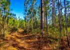 Trail covered in pine straw. Photo by Trey Cranford.