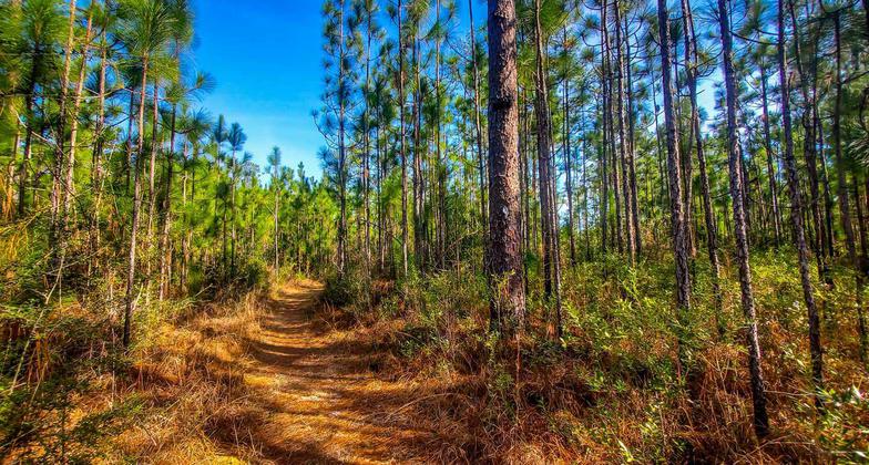 Trail covered in pine straw. Photo by Trey Cranford.