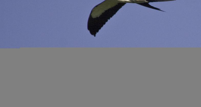 Alligator on the Econfina
