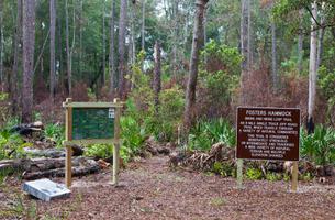 Foster's Hammock Loop Trail