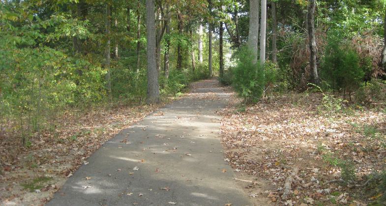 Trail between trees