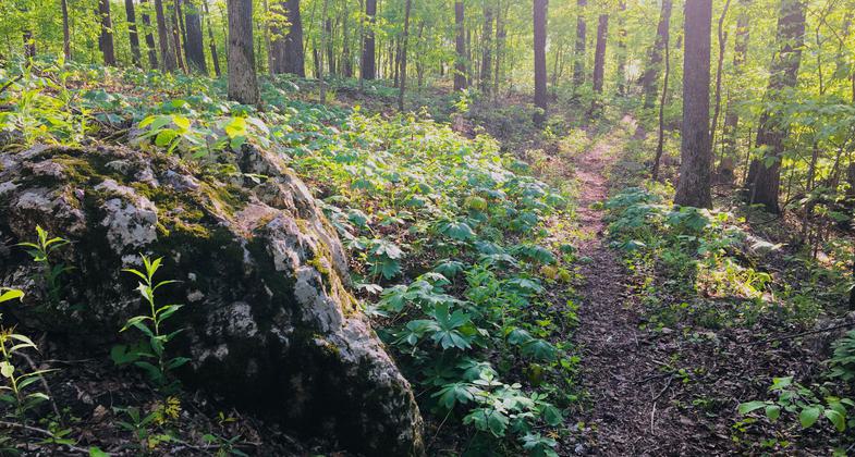 2020 NRT Photo Contest Winner - Environmental Features, Flora, and Fauna. Photo by Donna Kridelbaugh.