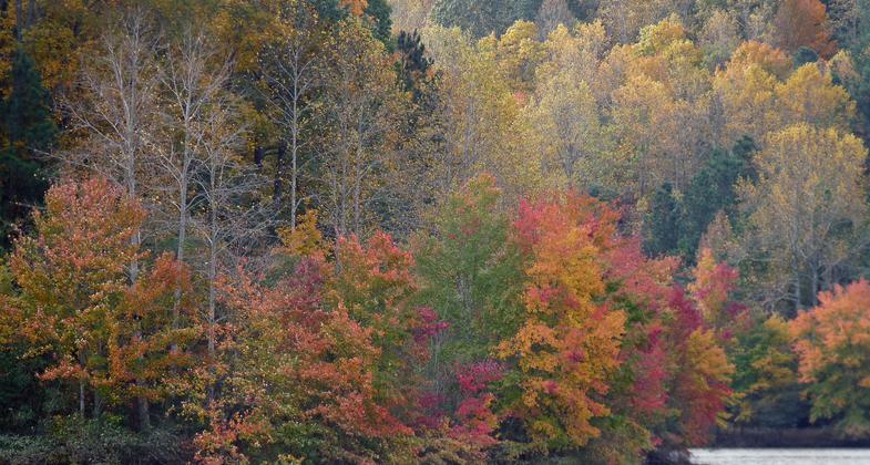 Fall at Mulberry Park. Photo by Patricia Mobley.