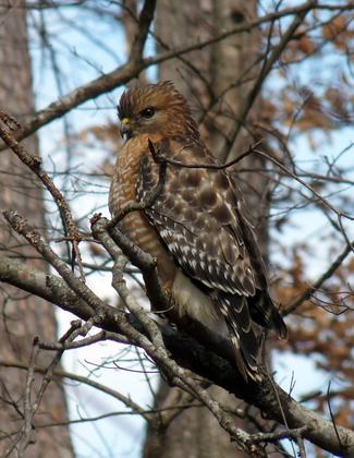 Hawk. Photo by Patricia Mobley.