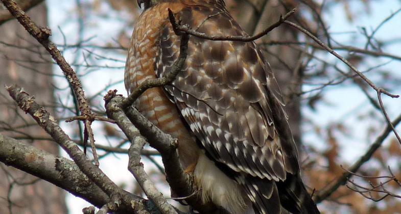 Spring at Mulberry Park. Photo by Patricia Mobley.