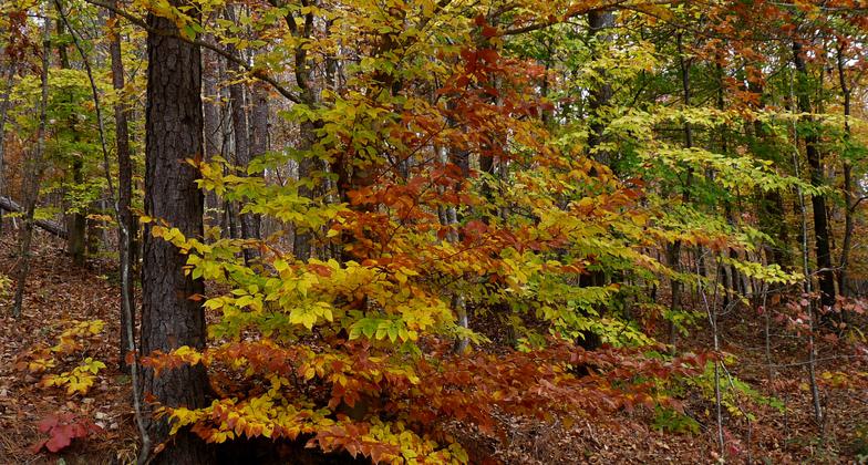 The beauty of the park. Photo by Patricia Mobley.