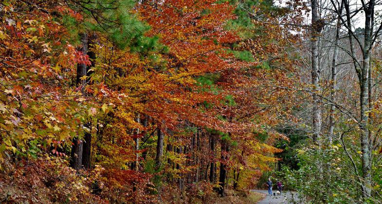 Trail at Mulberry Park. Photo by Patricia Mobley. Photo by Bette Conaway