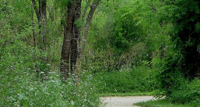 Autumn leaves on the Medina River Greenway. Photo by Adelyn Alanis.