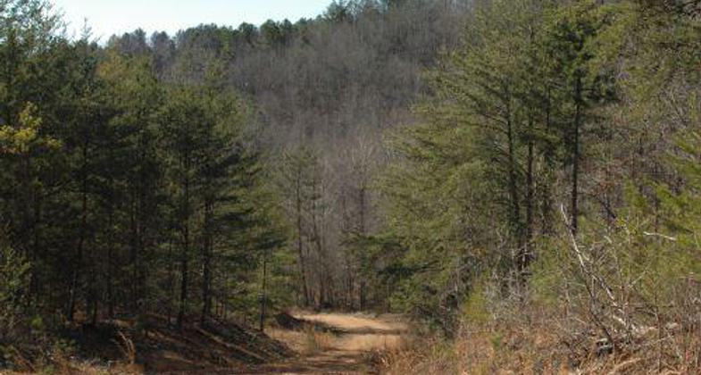 Freedom Hills Trail System. Photo by Ashley Peters