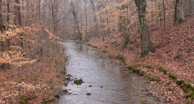 Shoal Creek Preserve. Photo by Eric Soehren