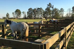 The Wehle Forever Wild Trail System