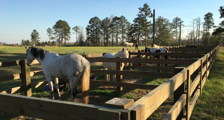 Horse paddocks. Photo by State Lands Employee