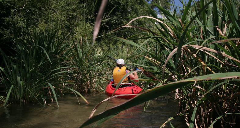Kayaker making their way thorugh a wild rice patch. Photo by Doug Alderson.