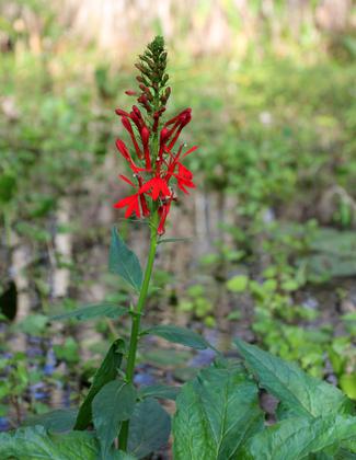 Cardinal Flower. Photo by Doug Alderson.