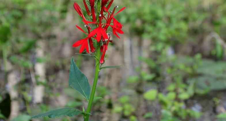 Cypress in fall. Photo by Doug Alderson.