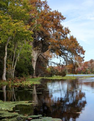 Cypress in fall. Photo by Doug Alderson.